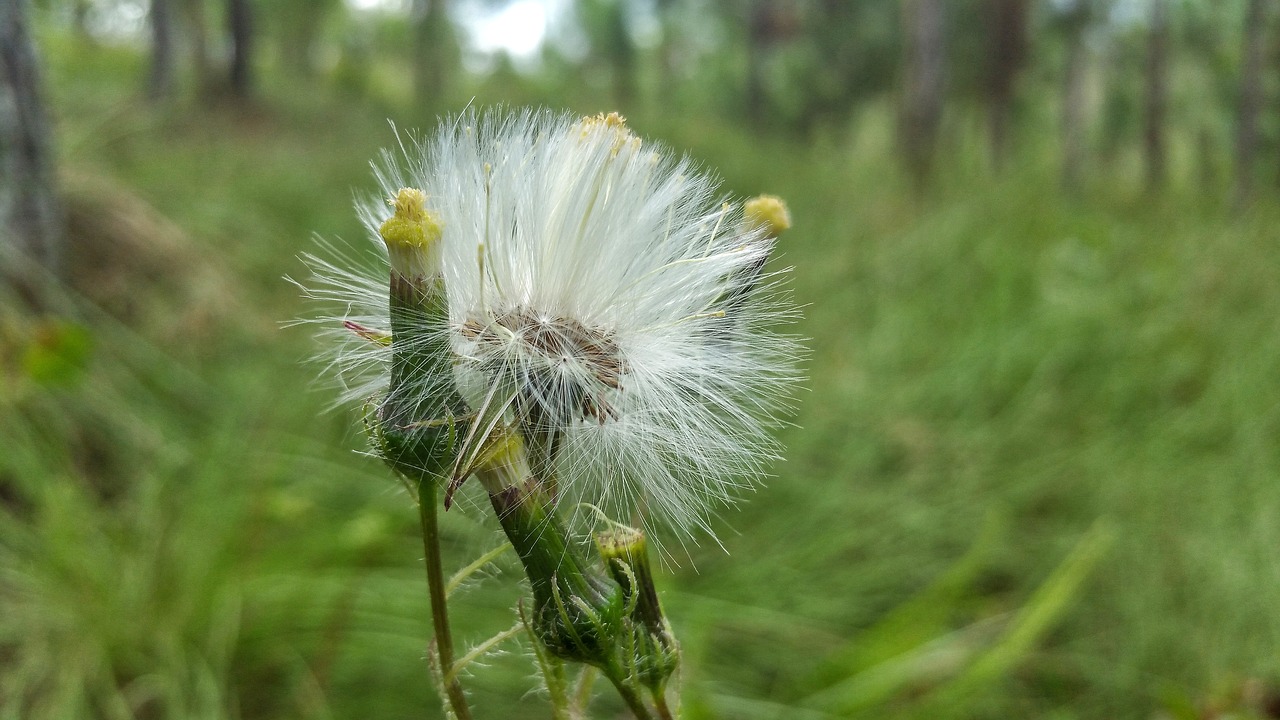 Gamta, Flora, Kiaulpienė, Vasara, Žolė, Gėlė, Aplinka, Nemokamos Nuotraukos,  Nemokama Licenzija