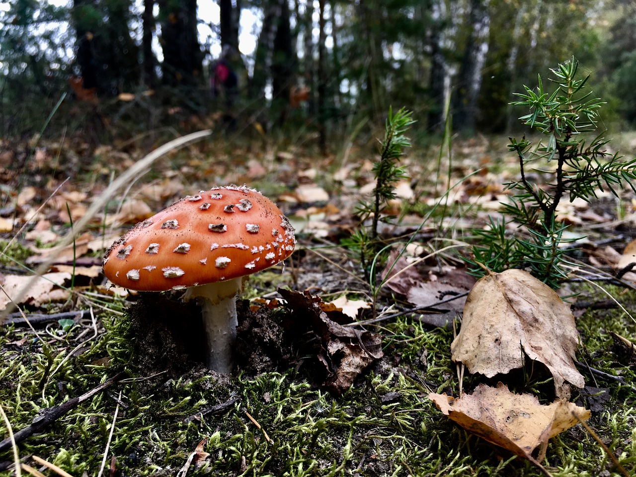 Gamta, Grybelis, Grybai, Boletus, Kumpis, Kritimas, Mediena, Nemokamos Nuotraukos,  Nemokama Licenzija