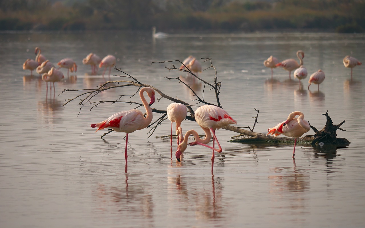 Gamta, Flamingo, Flamingos, Tvenkinys, Camargue, Nemokamos Nuotraukos,  Nemokama Licenzija