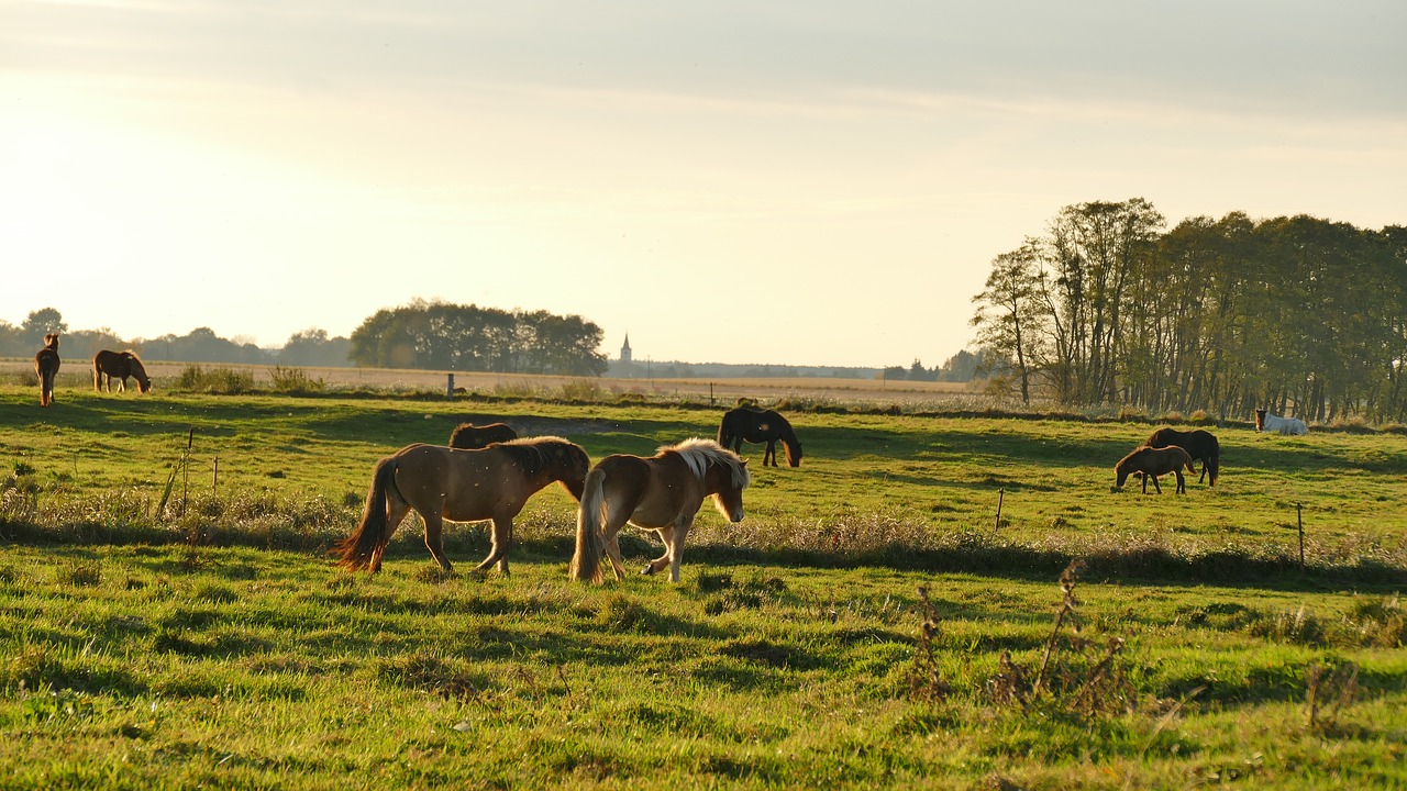 Gamta, Gyvūnai, Arkliai, Paddock, Ganykla, Jungtis, Ganyti, Abendstimmung, Dusk, Ruduo