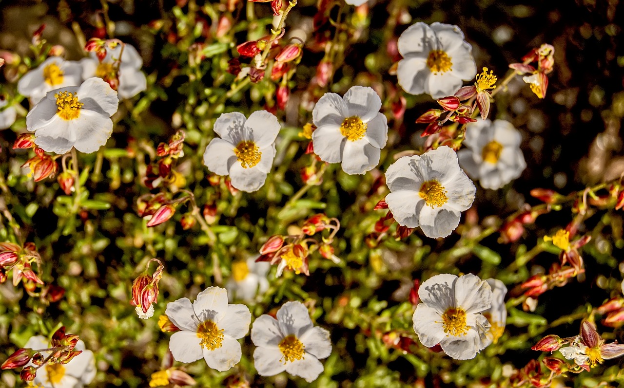 Gamta, Laukinės Gėlės, Laukinė Flora, Pavasaris, Augalai, Botanika, Nemokamos Nuotraukos,  Nemokama Licenzija