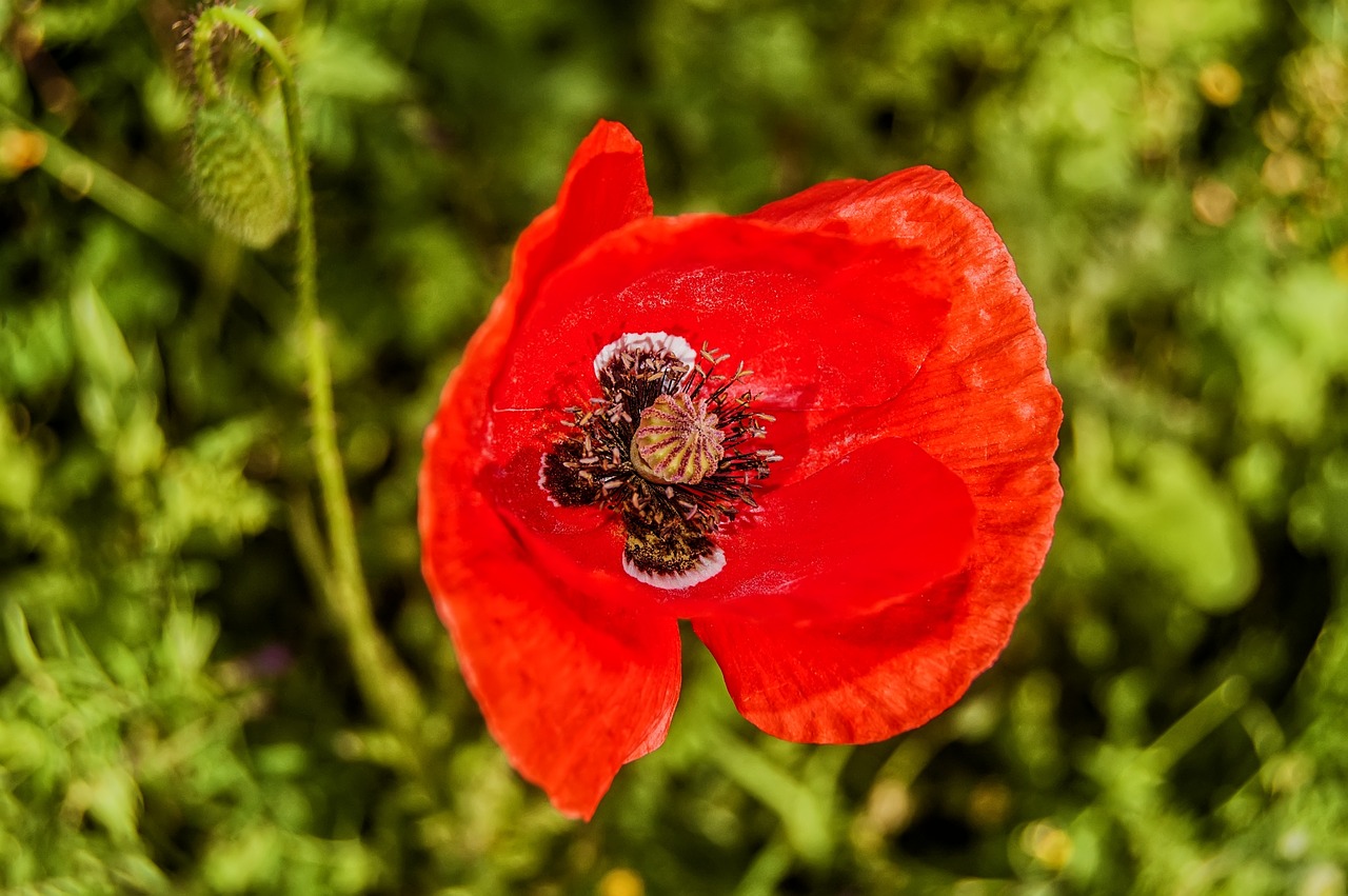 Gamta, Augalas Žalia, Augalų Laukiniai Gyvūnai, Laukinė Gėlė, Laukinė Flora, Laukinis Laukas, Raudona Gėlė, Raudona, Raudoni Žiedlapiai, Pavasaris