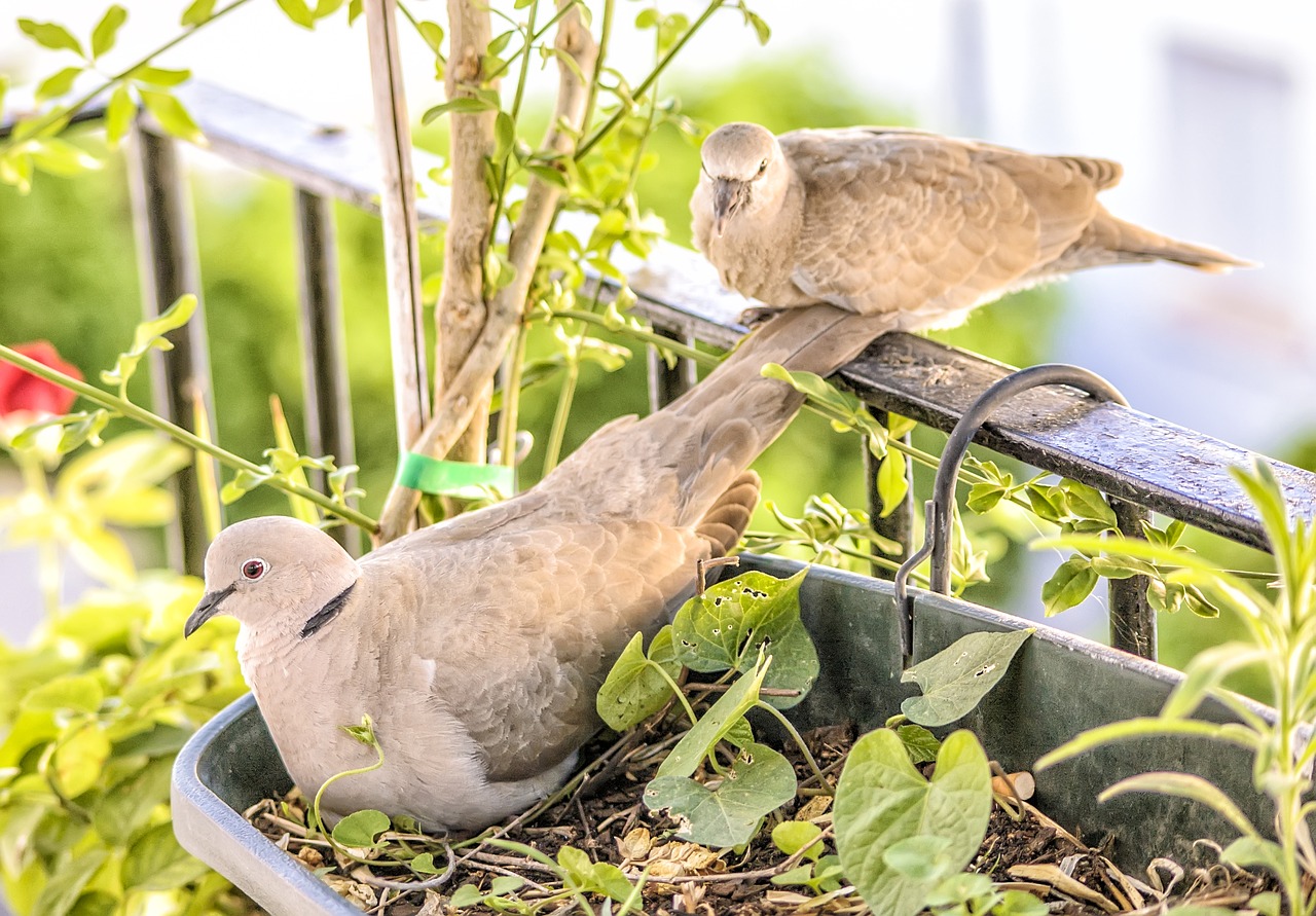 Gamta, Gyvūnai, Paukščiai, Fauna, Plunksnos, Turtledoves, Nemokamos Nuotraukos,  Nemokama Licenzija