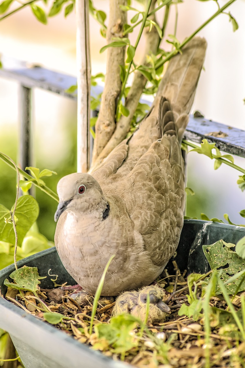 Gamta, Gyvūnai, Paukščiai, Fauna, Plunksnos, Turtledoves, Nemokamos Nuotraukos,  Nemokama Licenzija