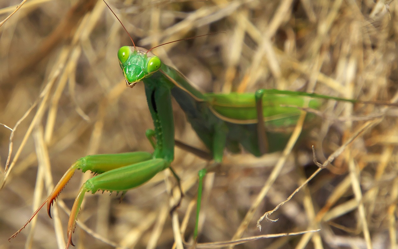 Gamta, Vabzdys, Mantis, Makro, Žalias, Predateur, Nemokamos Nuotraukos,  Nemokama Licenzija