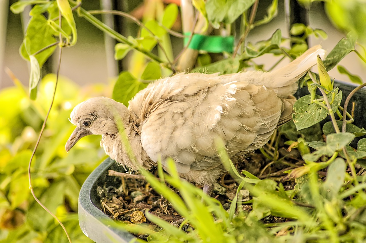 Gamta, Gyvūnas, Paukščiai, Fauna, Plunksnos, Nemokamos Nuotraukos,  Nemokama Licenzija