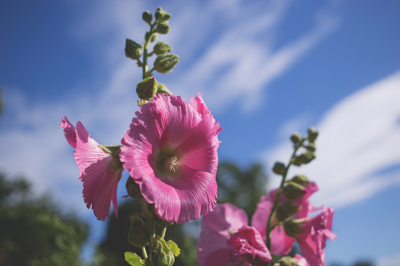 Gamta, Žydi, Žiedas, Šviesus, Budas, Flora, Gėlė, Sodas, Žalias, Hollyhock