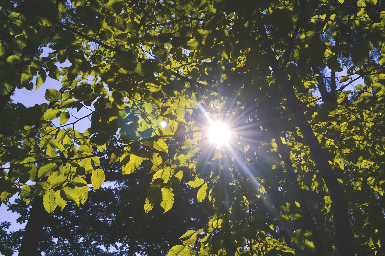 Gamta, Miškas, Žalias, Lapai, Lapai, Šviesti, Spindi, Dangus, Saulė, Per