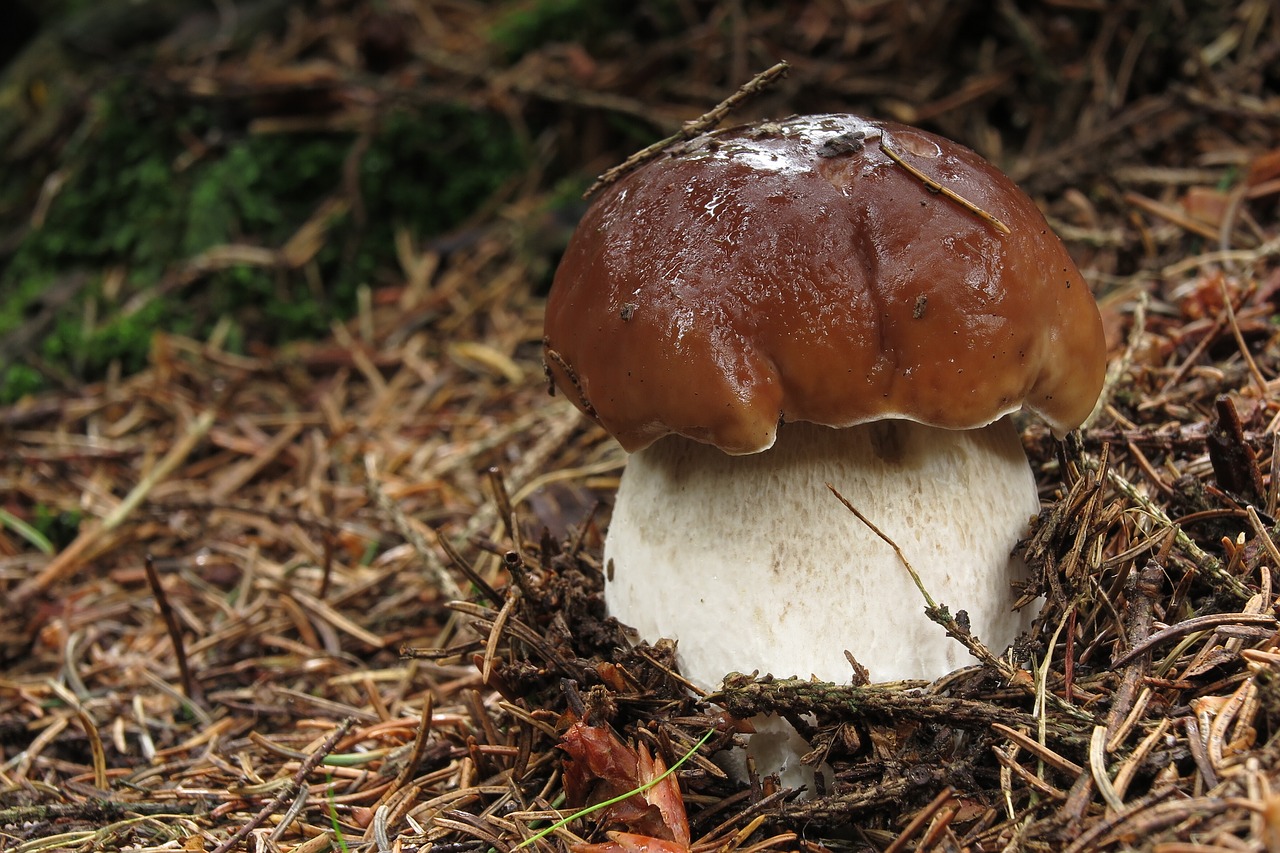 Gamta, Miškas, Grybelis, Grybai, Ruduo, Boletus Edulis, Nemokamos Nuotraukos,  Nemokama Licenzija