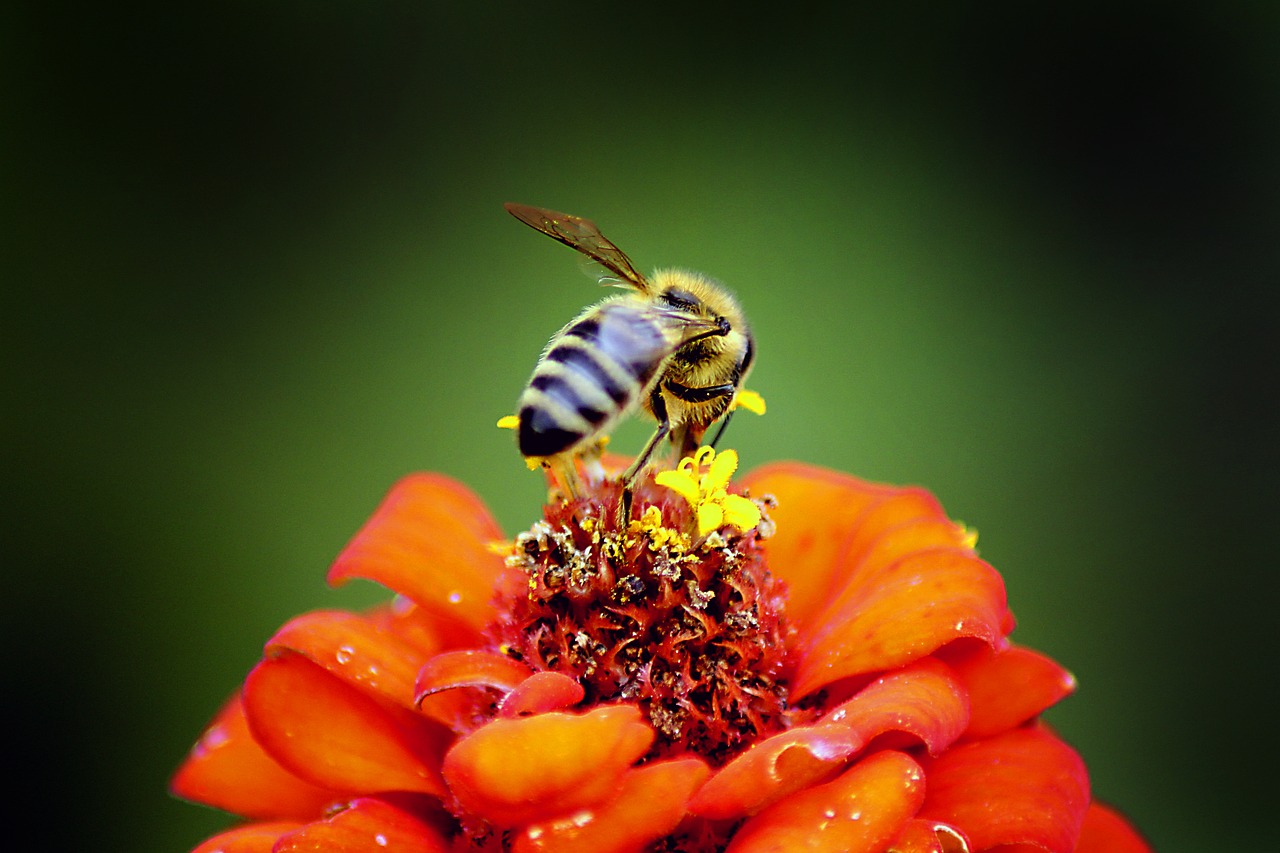 Gamta, Vabzdys, Bičių, Gėlė, Lauke, Medus, Iš Arti, Medaus Bitė, Gyvūnas, Žiedadulkės