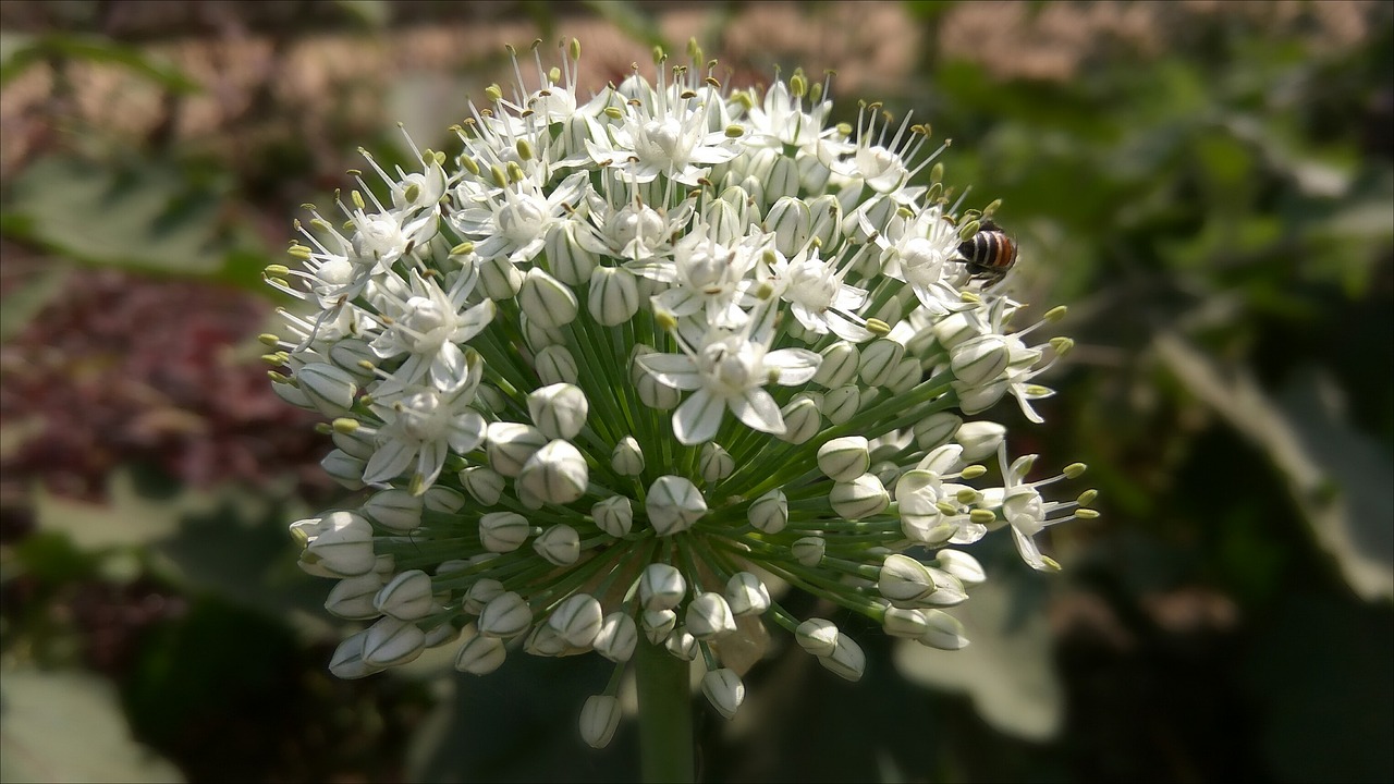 Gamta, Flora, Gėlė, Lapai, Lauke, Iš Arti, Žydi, Gražus, Gėlių, Nemokamos Nuotraukos