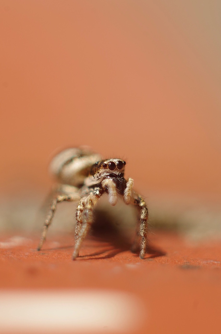 Gamta, Vabzdys, Gyvūnų Pasaulis, Gyvūnas, Voras, Šokinėja Voras, Arachnid, Zebra Jumping-Spider, Uždaryti, Nemokamos Nuotraukos