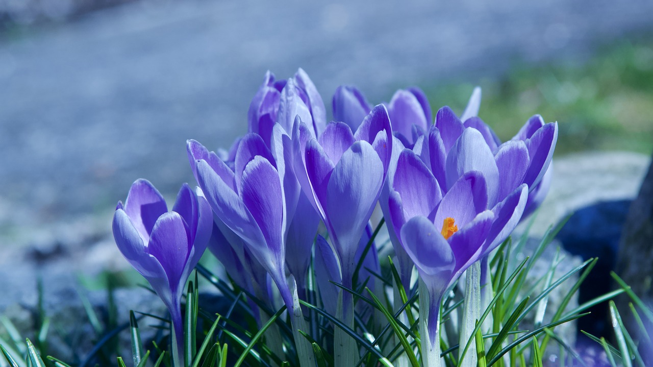 Gamta, Gėlė, Augalas, Sezonas, Lapai, Crocus, Mėlynas, Pavasaris, Uždaryti, Sodas