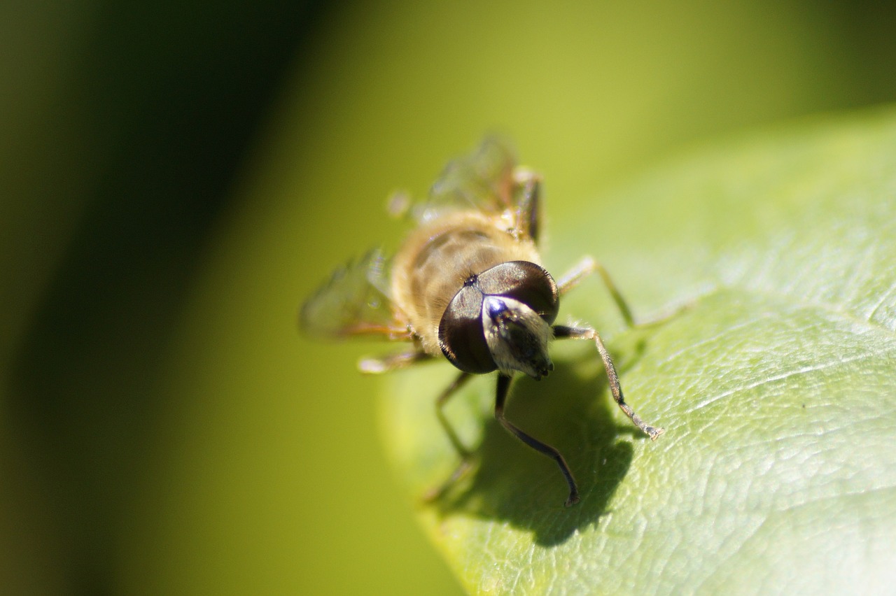 Gamta, Vabzdys, Gyvūnų Pasaulis, Gyvūnas, Hoverfly, Nemokamos Nuotraukos,  Nemokama Licenzija