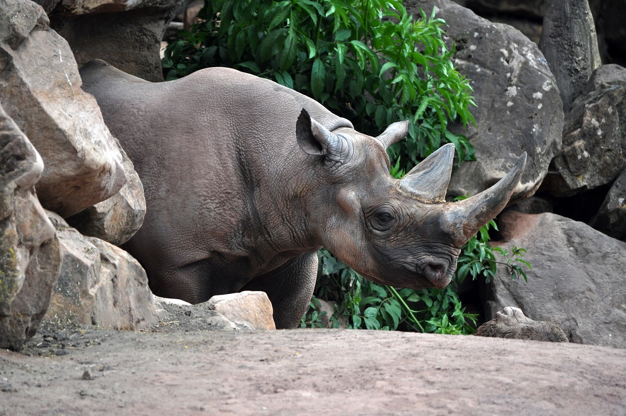 Gamta, Gyvūnas, Gyvūnų Pasaulis, Žinduolis, Laukiniai, Rhino, Pavojingas, Afrika, Dykuma, Nemokamos Nuotraukos