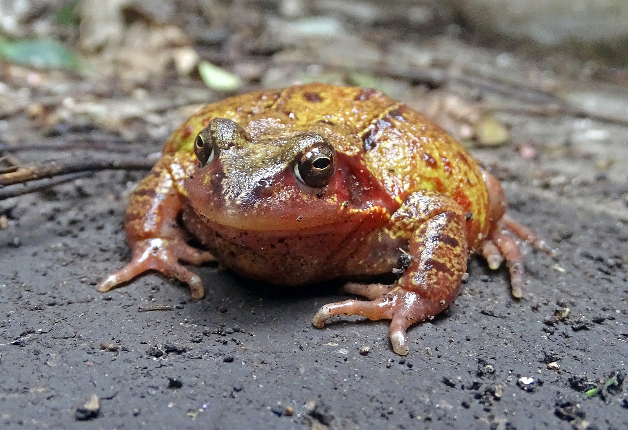 Gamta, Laukinė Gamta, Lauke, Gyvūnas, Varlė, Paprastoji Varlė, Nemokamos Nuotraukos,  Nemokama Licenzija