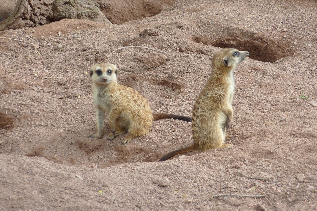 Gamta, Žinduolis, Gyvūnų Pasaulis, Dykuma, Gyvūnas, Meerkat, Mielas, Nemokamos Nuotraukos,  Nemokama Licenzija