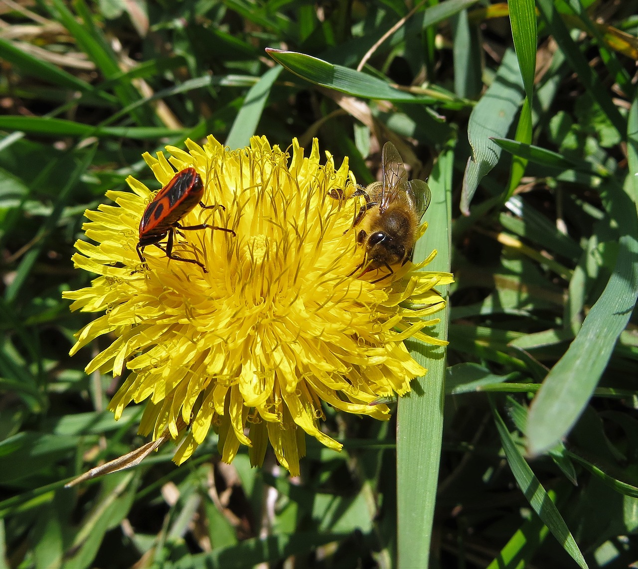 Gamta, Kiaulpienė, Bičių, Vabzdys, Gėlė, Flora, Vasara, Nemokamos Nuotraukos,  Nemokama Licenzija