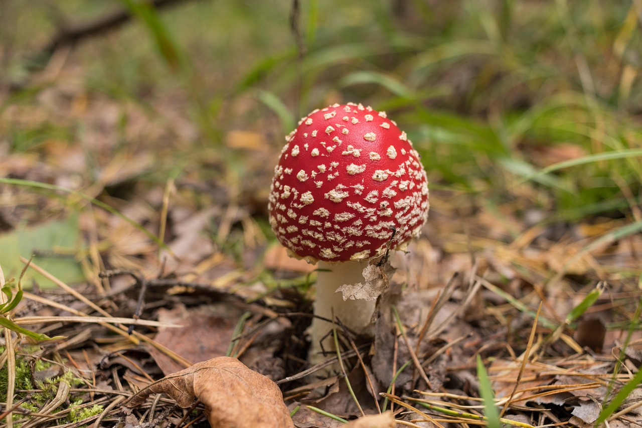 Gamta, Žolė, Grybai, Amanita, Raudona, Grybai, Nuodingi Grybai, Nemokamos Nuotraukos,  Nemokama Licenzija