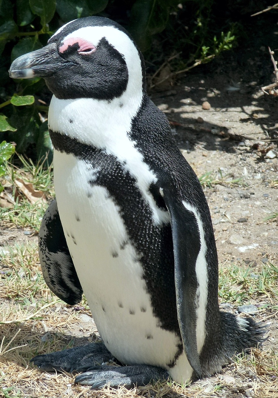 Gamta, Paukštis, Afrikinis Pingvinas, Cape Town, Nemokamos Nuotraukos,  Nemokama Licenzija