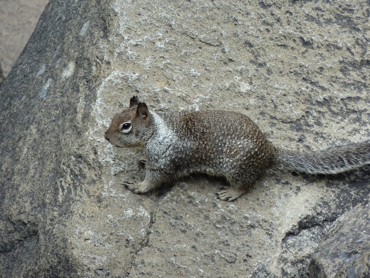 Gamta, Pilka, Gyvūnas, Fauna, Žinduolis, Graužikas, Voverė, Nemokamos Nuotraukos,  Nemokama Licenzija