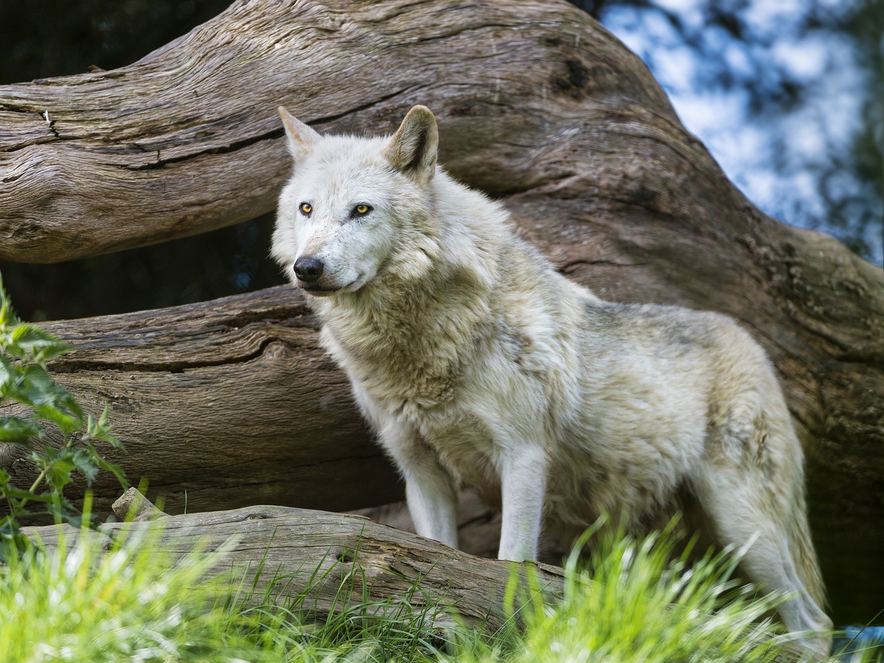 Gamta, Vilkas, Laukinė Gamta, Mediena, Žinduolis, Nemokamos Nuotraukos,  Nemokama Licenzija