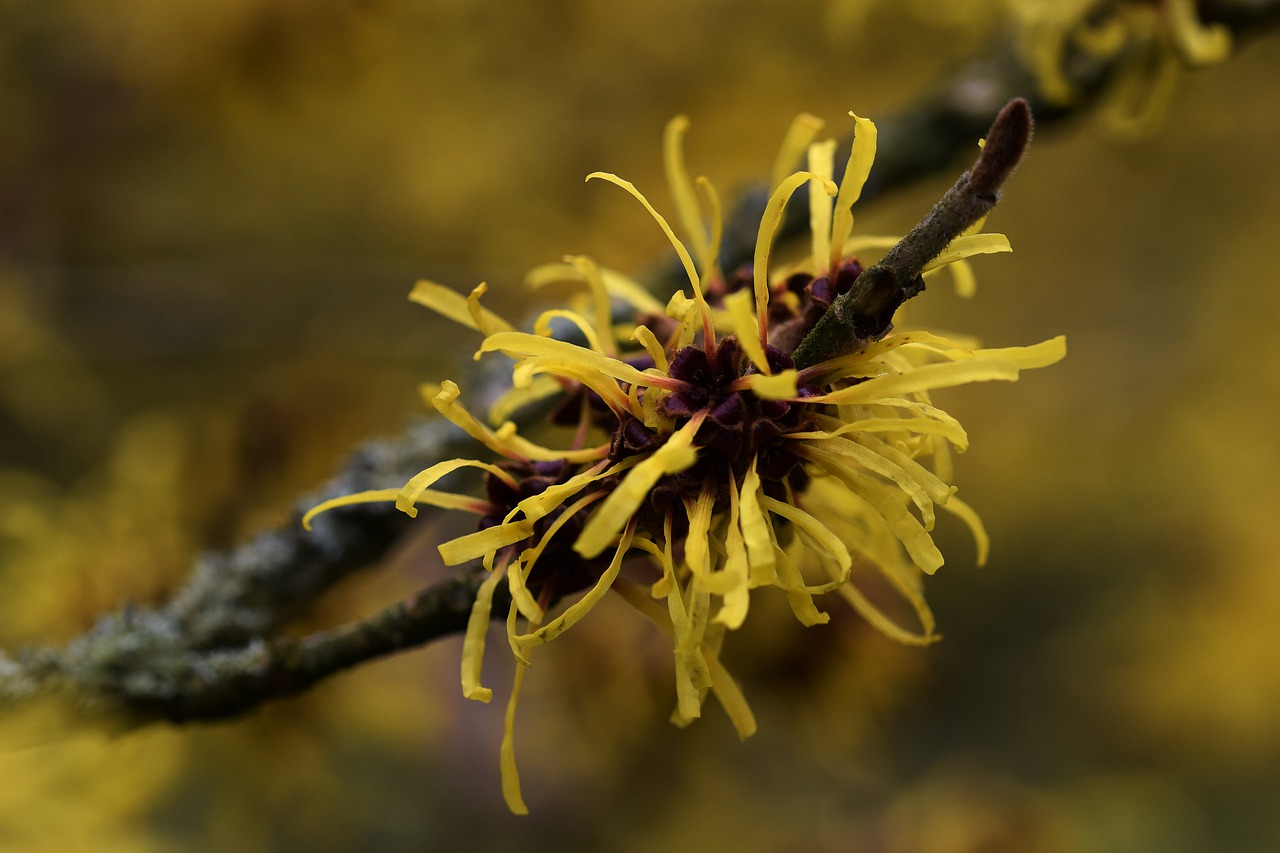 Gamta, Gėlė, Iš Arti, Flora, Raganos Lazdynas, Geltona, Žiedas, Hamamelis, Nemokamos Nuotraukos,  Nemokama Licenzija