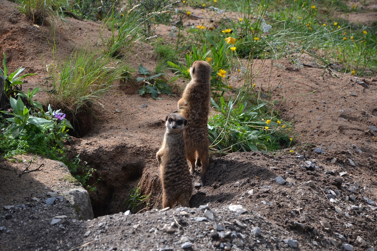 Gamta, Žemė, Žinduolis, Gyvūnų Pasaulis, Žolė, Parkas, Mažas, Vasara, Zoologijos Sodas, Meerkat