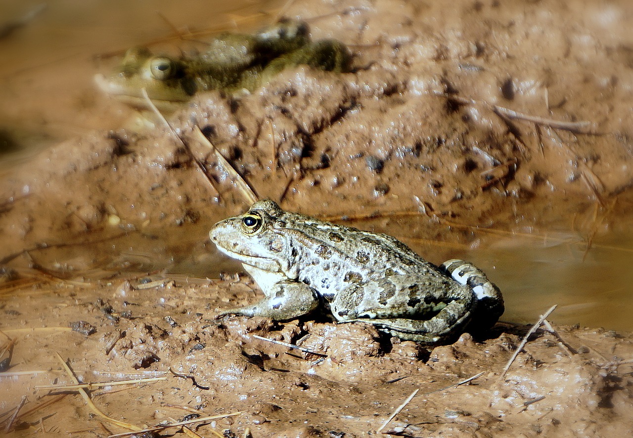 Gamta, Animalia, Laukinis Gyvenimas, Anura, Mažas, Amfibijas, Laukiniai, Aplinka, Varlė, Gyvūnų Pasaulis