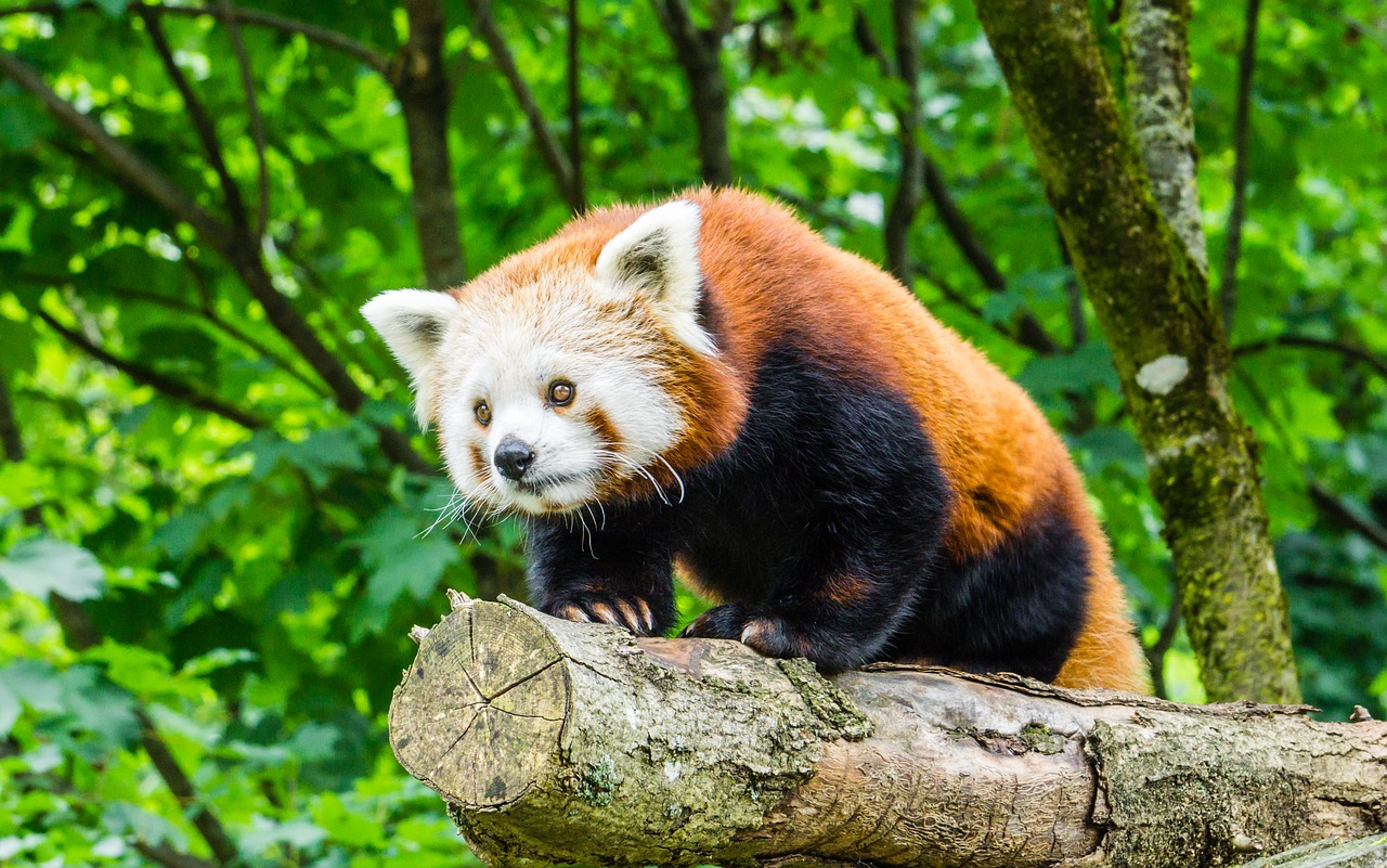 Gamta, Gyvūnų Pasaulis, Žinduolis, Gyvūnas, Mielas, Zoologijos Sodas, Panda, Nemokamos Nuotraukos,  Nemokama Licenzija