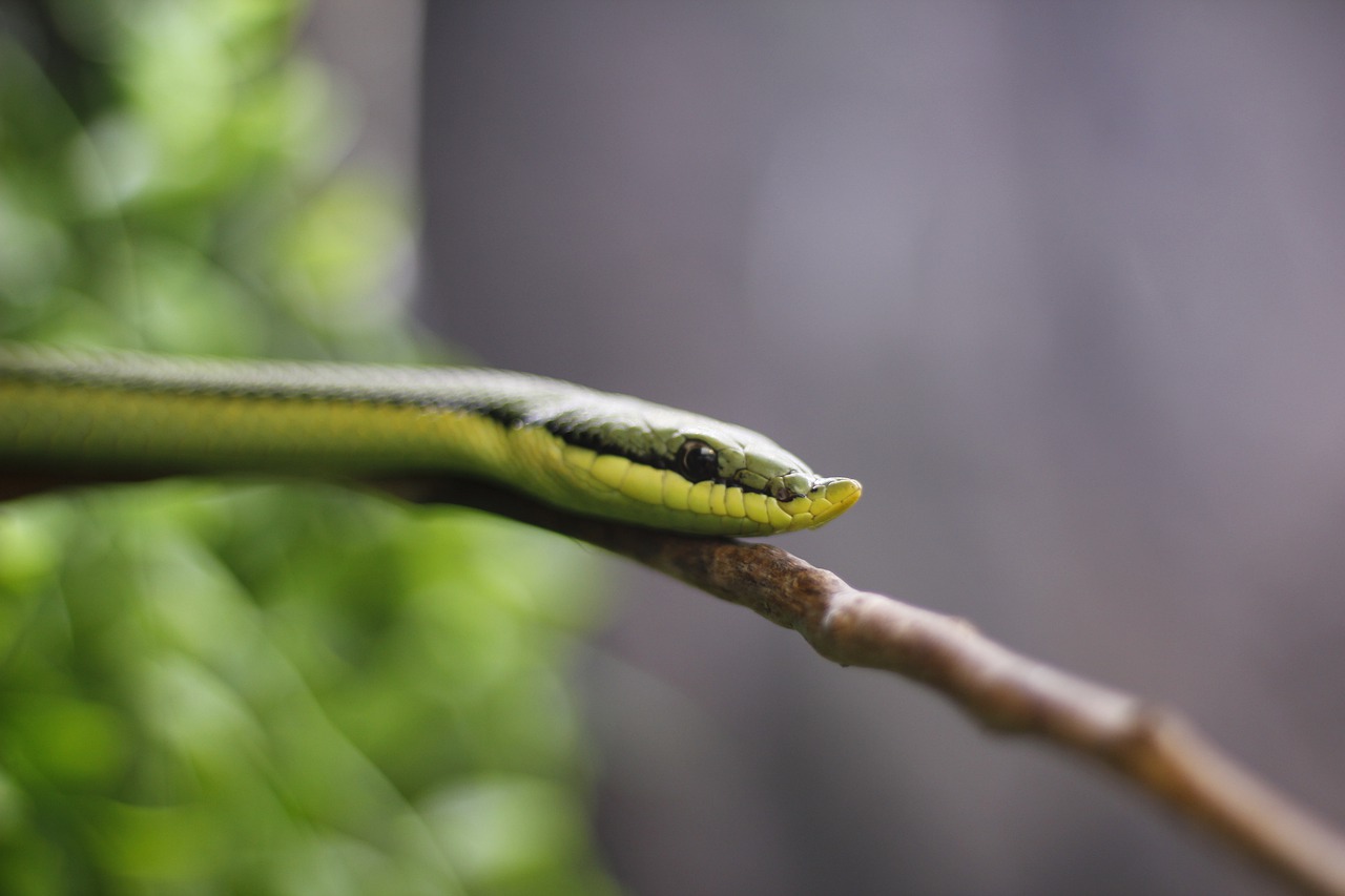 Gamta, Gyvatė, Laukinis Gyvenimas, Reptilia, Ropliai, Žaliasis Žalias, Granada, Biodome, Mokslo Parkas, Andalūzija