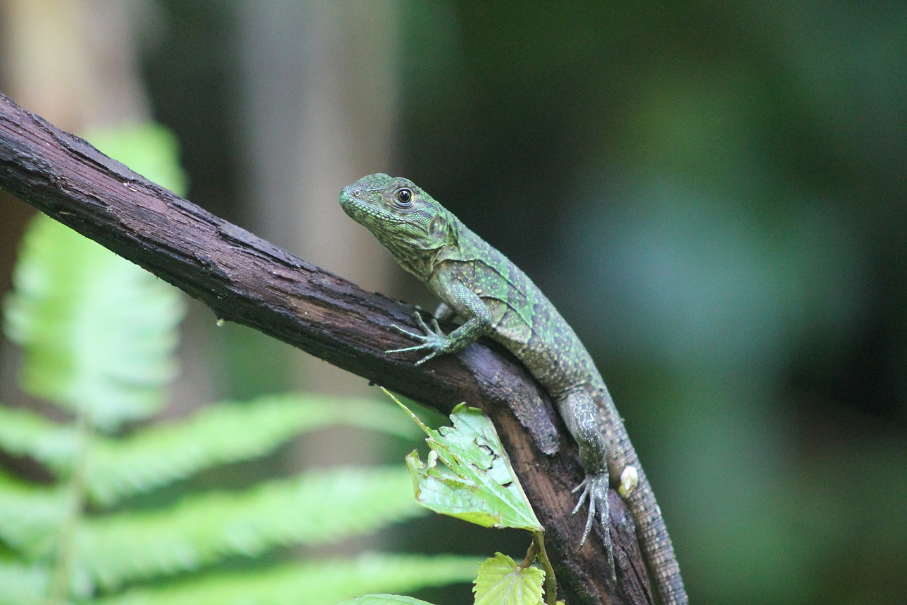 Gamta, Fauna, Gyvūnas, Ropliai, Lauke, Driežas, Iguana, Nemokamos Nuotraukos,  Nemokama Licenzija