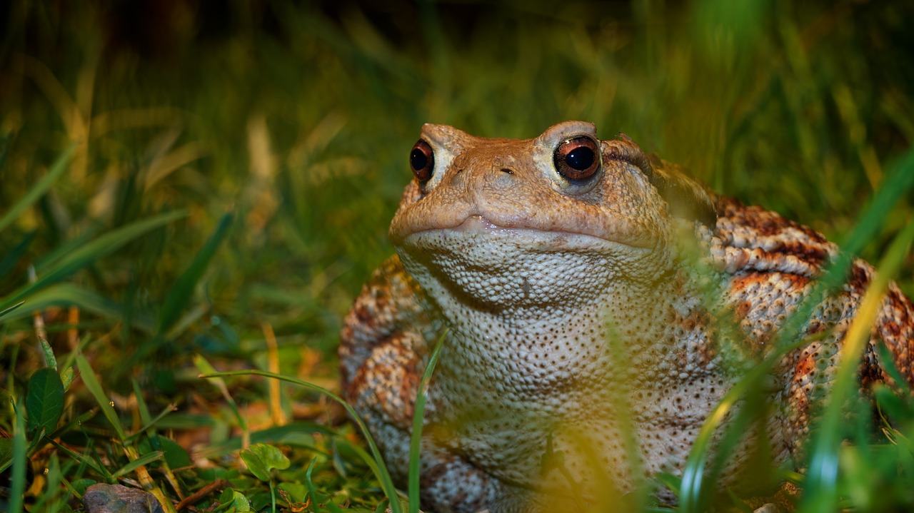 Gamta, Gyvūnai, Varlė, Nemokamos Nuotraukos,  Nemokama Licenzija