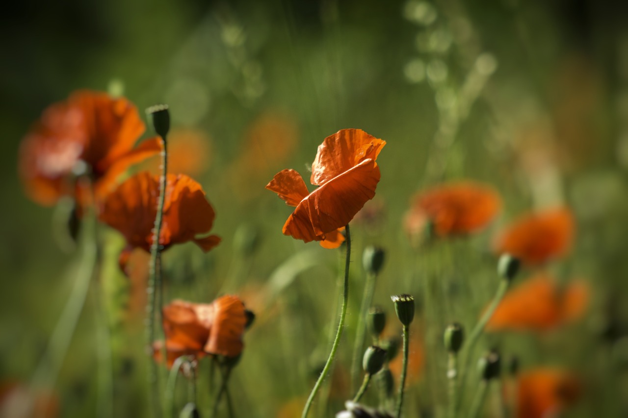 Gamta, Gėlė, Flora, Lauke, Vasara, Aguona, Wildflower, Gėlių, Spalva, Nemokamos Nuotraukos