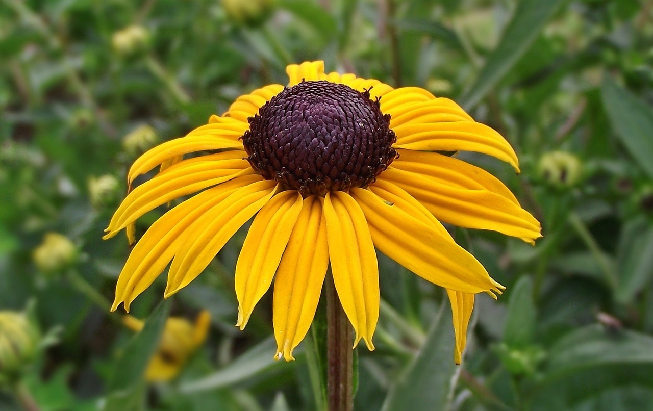 Gamta, Gėlė, Rudbeckia Briliantas, Vasara, Augalas, Sodas, Nemokamos Nuotraukos,  Nemokama Licenzija