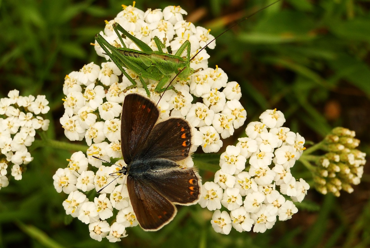 Gamta, Gėlė, Augalas, Sodas, Vasara, Drugelio Diena, Vabzdys, Drugeliai, Polyommatus Agestis, Žiogas