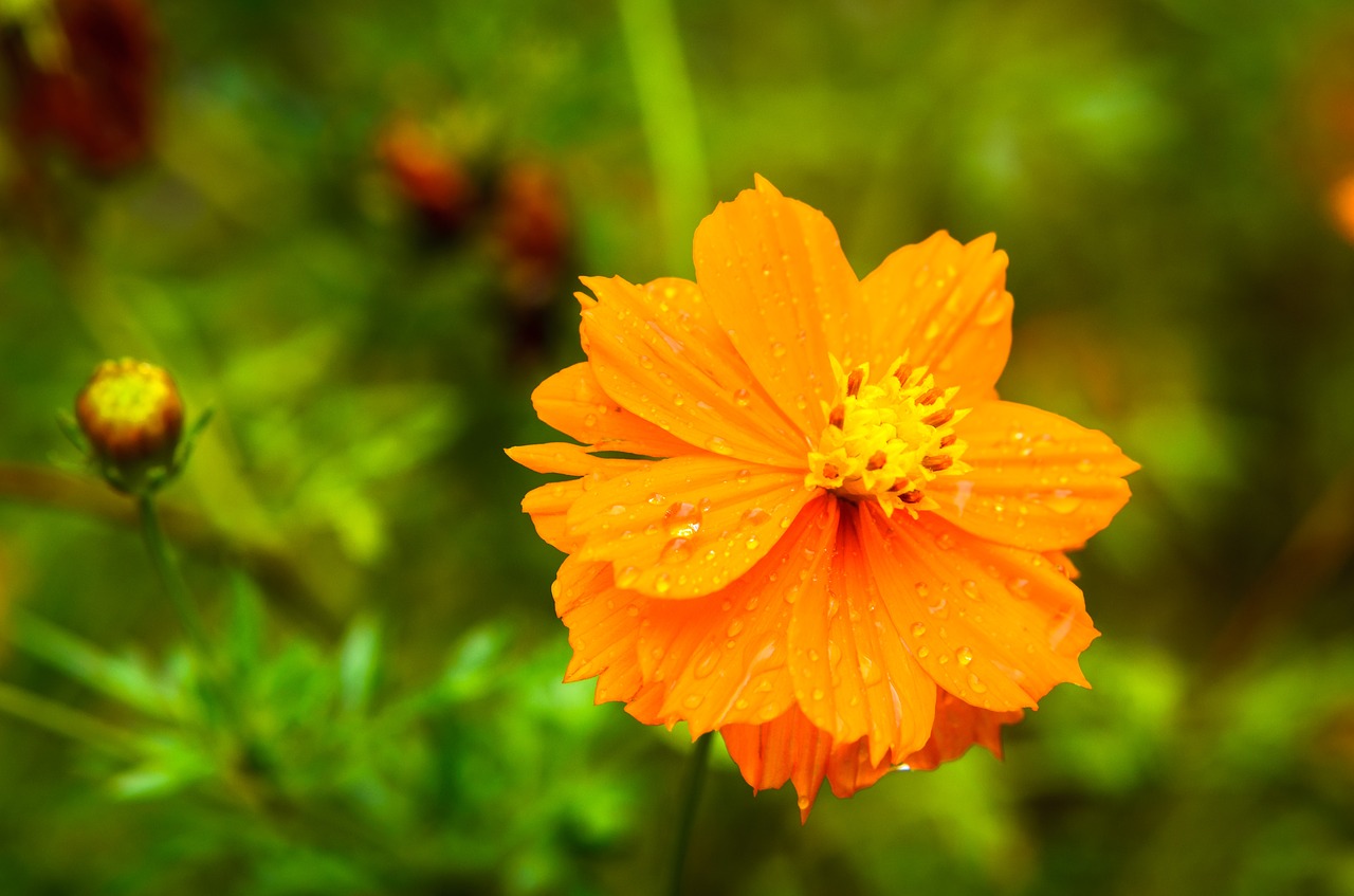 Gamta, Gėlė, Flora, Vasara, Žiedlapis, Oranžinė, Nemokamos Nuotraukos,  Nemokama Licenzija