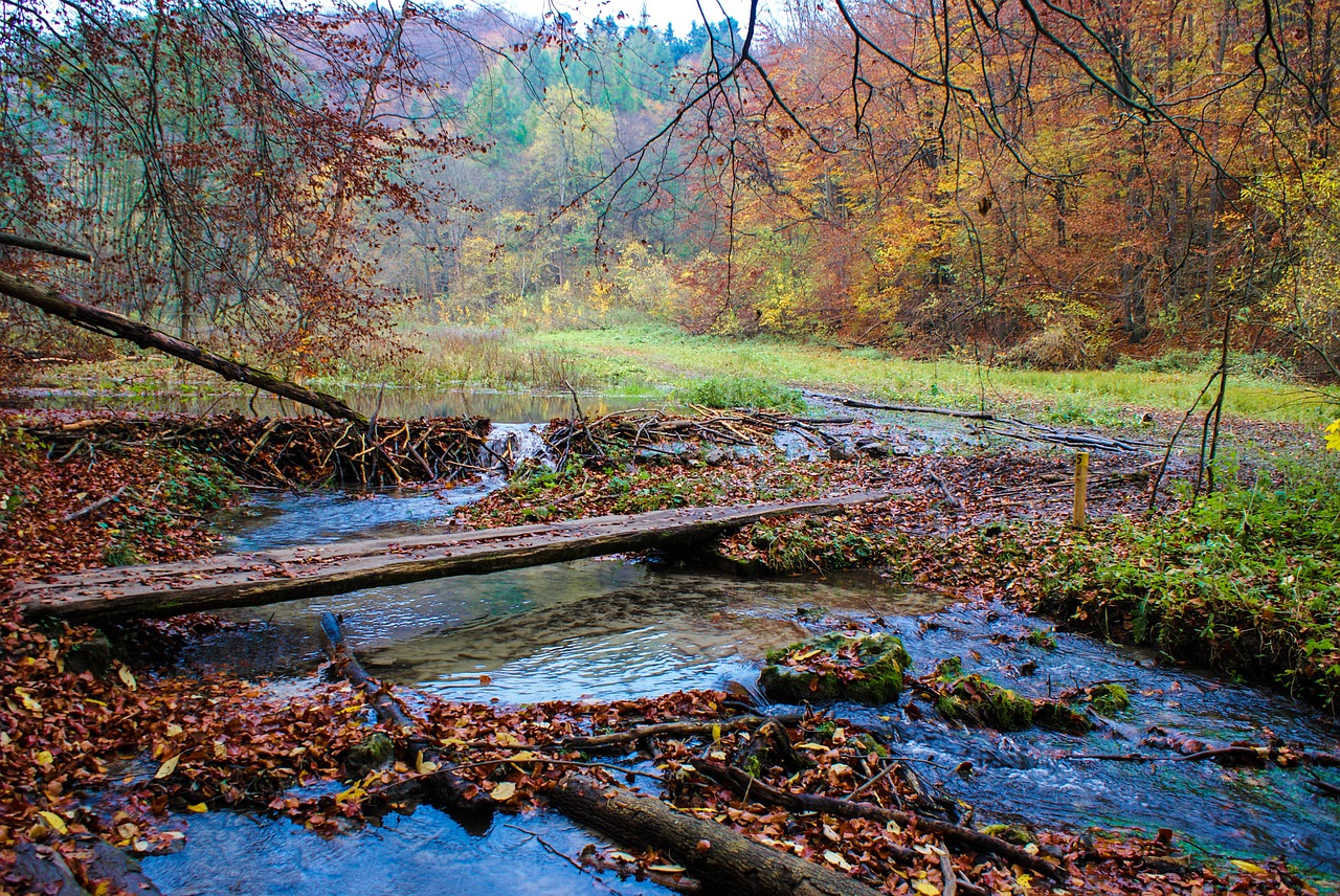 Gamta, Ruduo, Medis, Monolitinė Vandens Dalis, Kraštovaizdis, Upė, Sezonas, Lapai, Teismo Posėdyje, Gražus