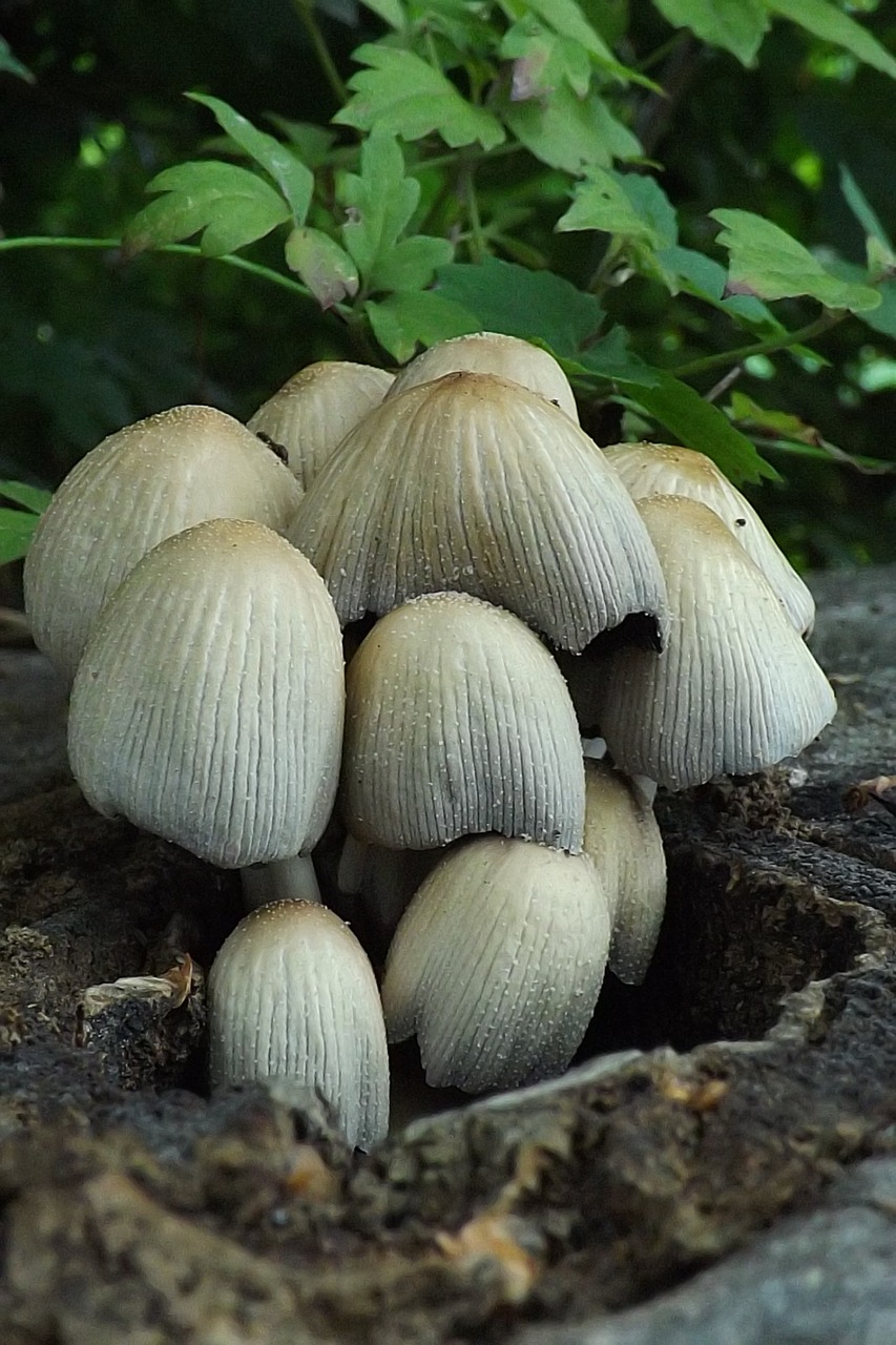 Gamta, Makro, Grybai, Nemokamos Nuotraukos,  Nemokama Licenzija