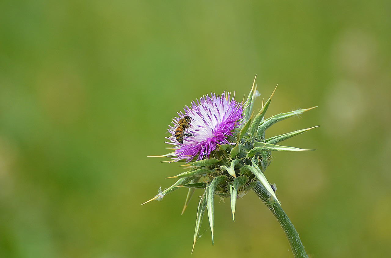 Gamta, Flora, Gėlė, Vasara, Sodas, Bičių, Žiedas, Žalias, Vasaros Gėlės, Pavasaris