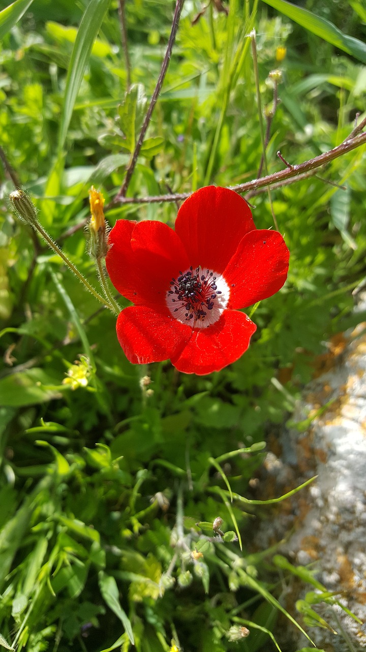 Gamta, Flora, Gėlė, Lapai, Sodas, Vasara, Sezonas, Iš Arti, Spalva, Žydi