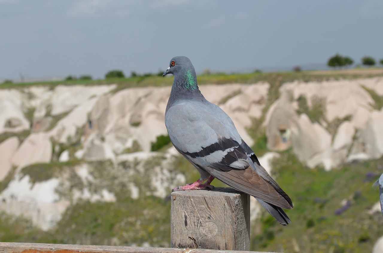 Gamta, Lauke, Paukščiai, Niekas, Cappadocia, Nemokamos Nuotraukos,  Nemokama Licenzija