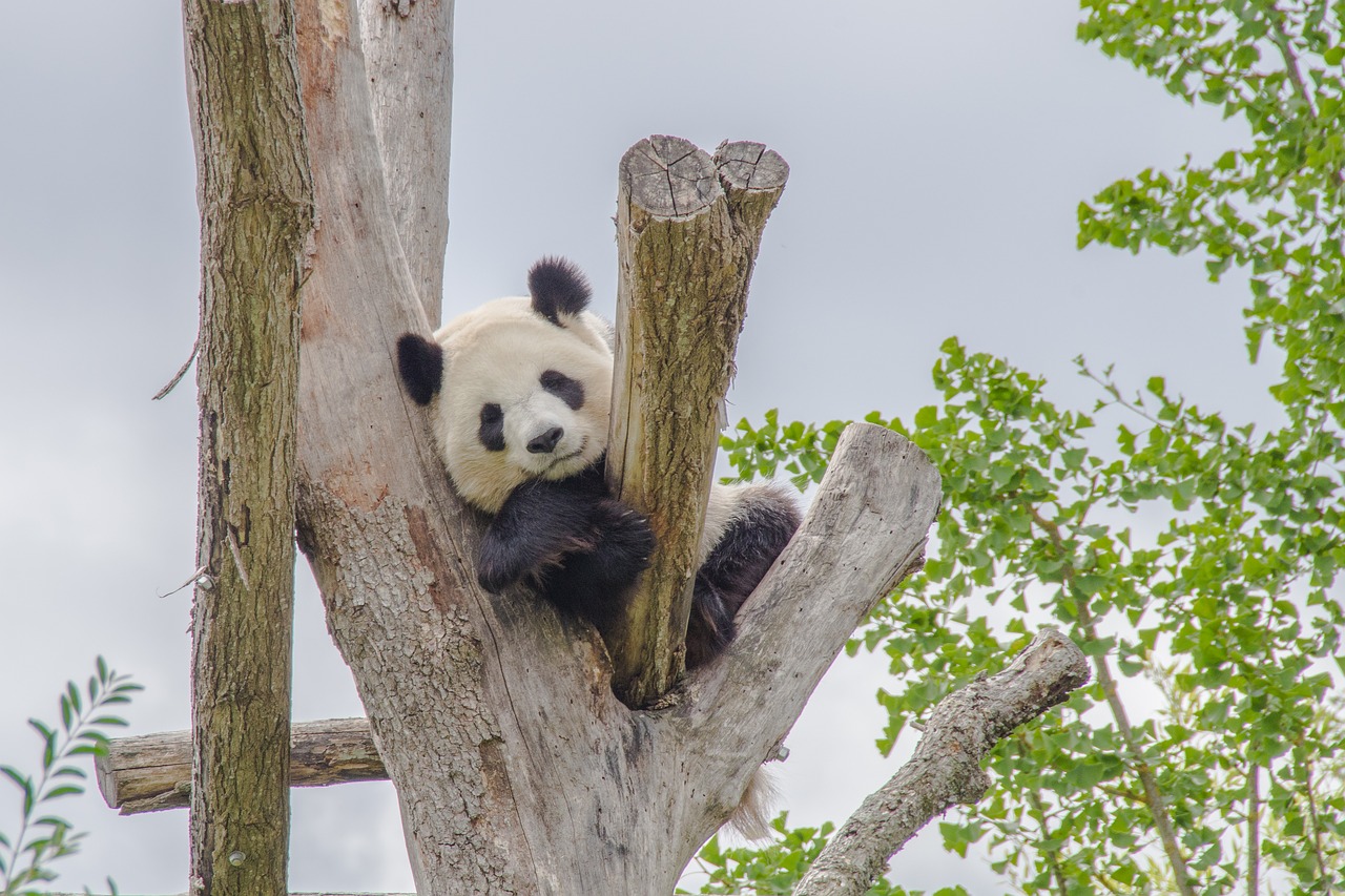 Gamta, Medis, Mediena, Gyvūnas, Panda, Medžio Kamienas, Mielas, France, Nemokamos Nuotraukos,  Nemokama Licenzija