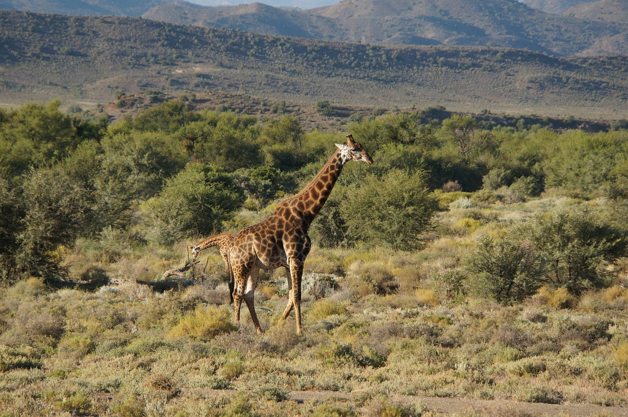 Gamta, Kelionė, Laukiniai, Krūmas, Safari, Žirafa, Afrika, Nemokamos Nuotraukos,  Nemokama Licenzija