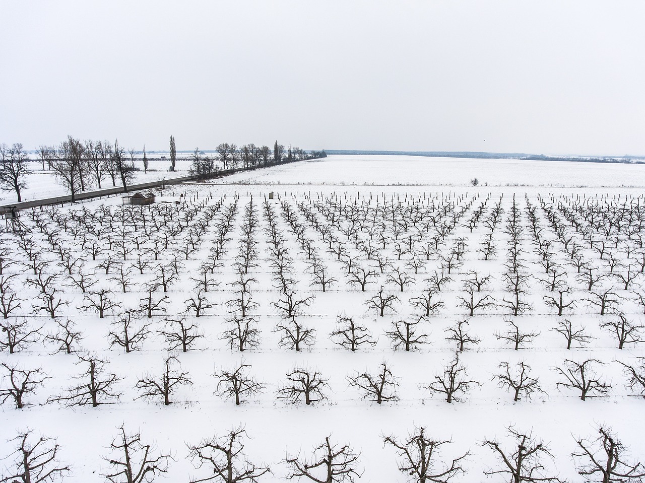 Gamta, Niekas, Ūkio Žiema, Vaisiai, Vaismedis, Sniegas, Šaltis, Plantacija, Žemdirbystė, Kaimo Vietovės