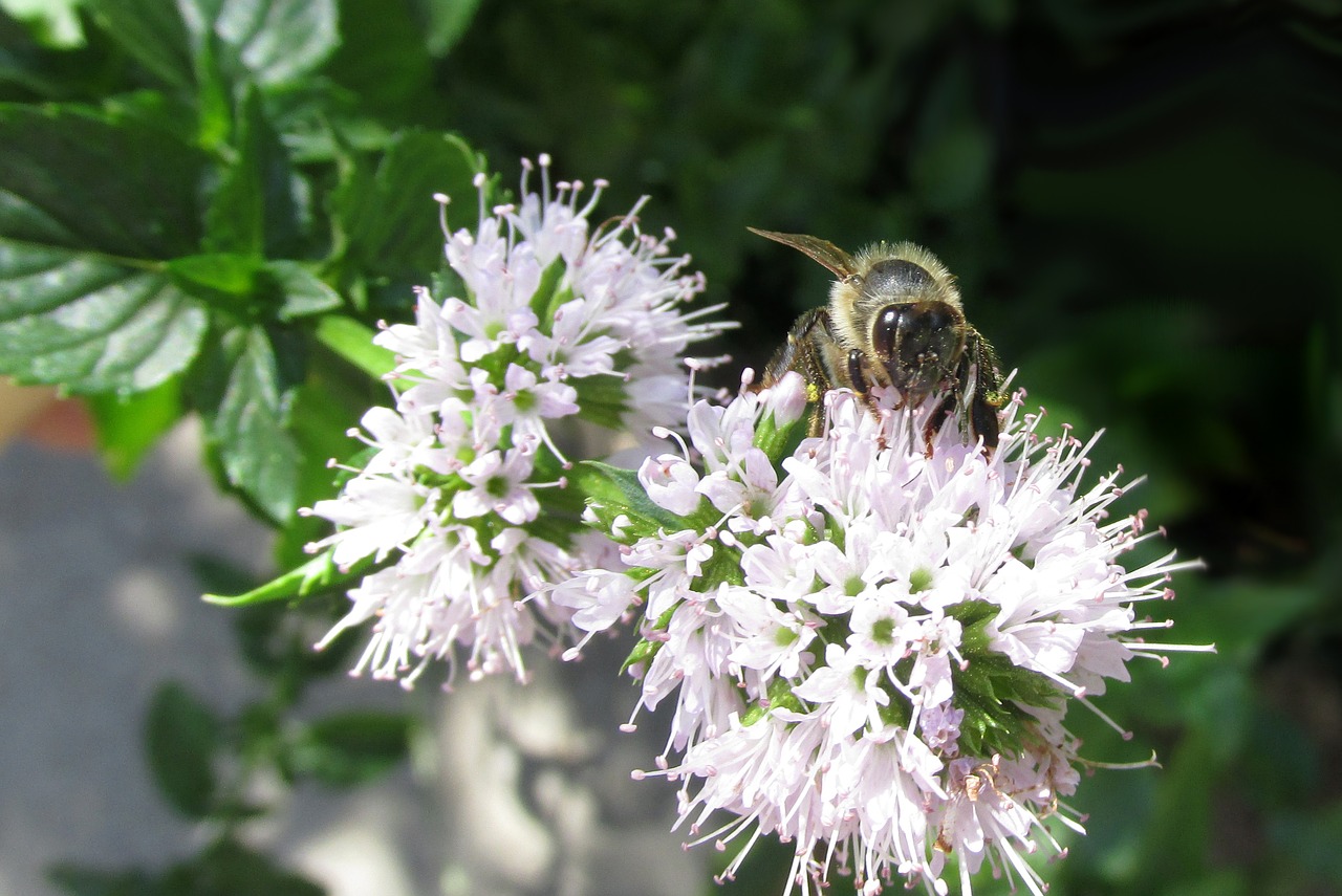 Gamta, Bičių, Medus, Gėlė, Vasara, Nemokamos Nuotraukos,  Nemokama Licenzija
