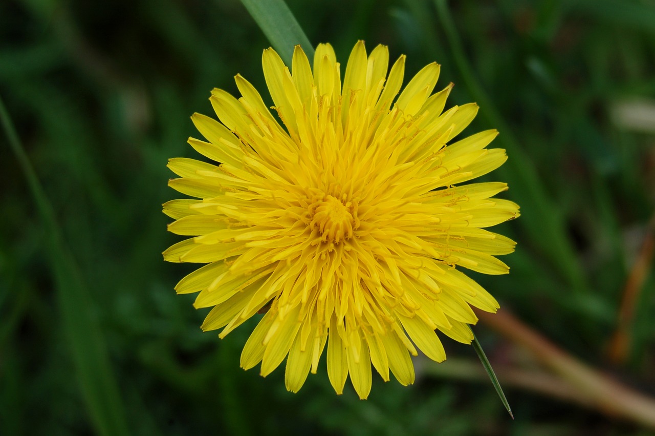 Gamta, Gėlė, Vasara, Augalas, Veja, Žydi, Gražus, Sonchus Oleraceus, Vienuolės, Daktaro Kabinetas