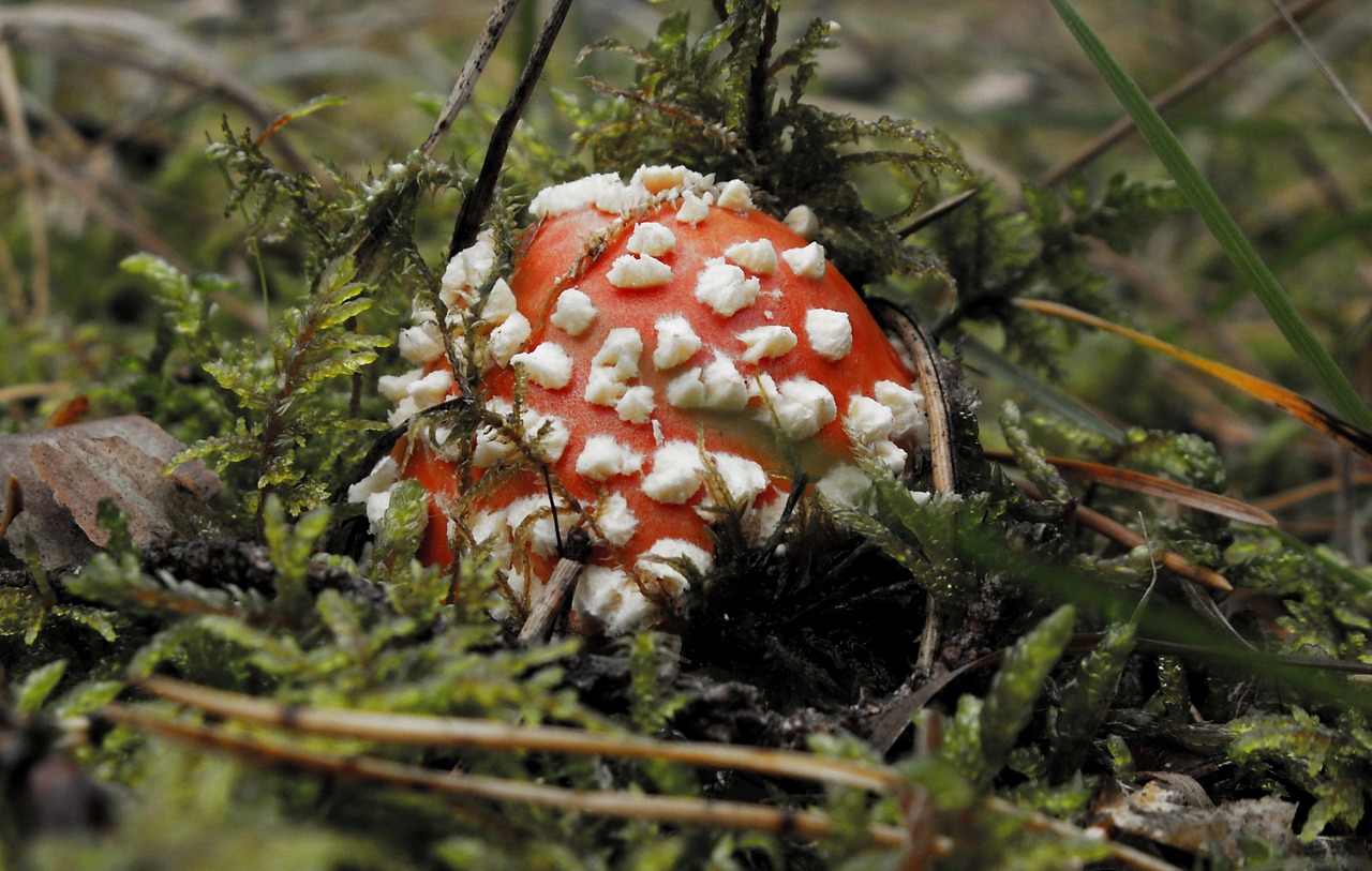 Gamta, Grybai, Grybai, Amanita, Teismo Posėdyje, Nemokamos Nuotraukos,  Nemokama Licenzija