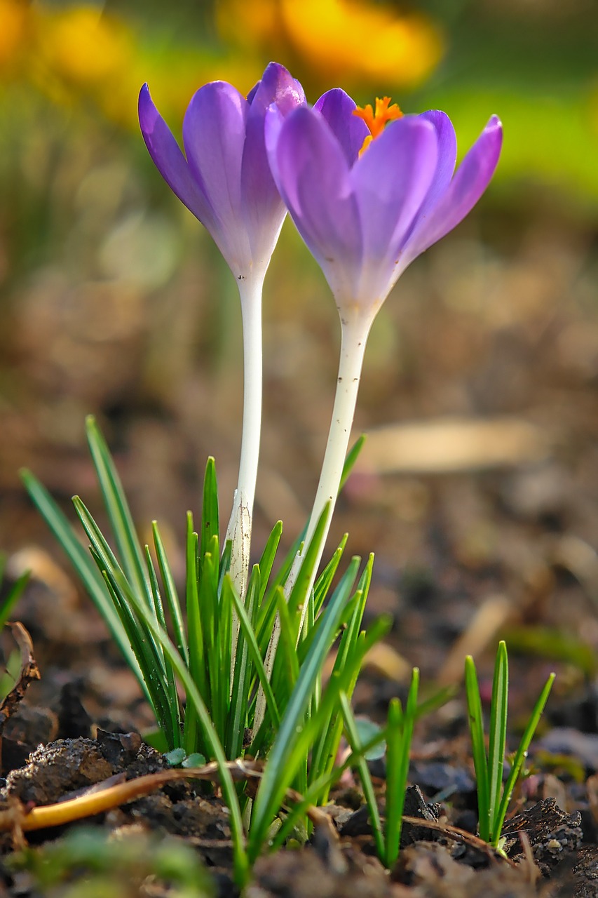 Gamta, Augalas, Lapai, Augimas, Žolė, Crocus, Pavasaris, Uždaryti, Nemokamos Nuotraukos,  Nemokama Licenzija