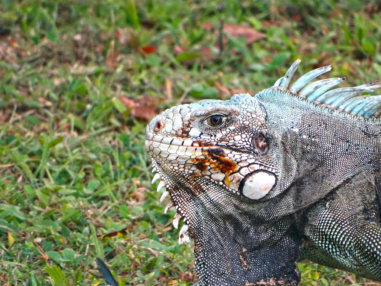 Gamta, Laukinė Gamta, Animalia, Driežai, Nemokamos Nuotraukos,  Nemokama Licenzija